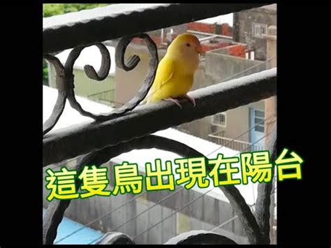 陽台飛來一隻鳥|我家飛來一隻鳥！這是什麼鳥？